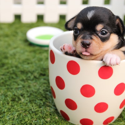 Kućni ljubimci i veterinari